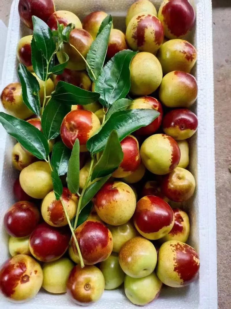 黃驊冬棗 自然饋贈，甜美健康，等您下單